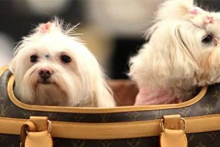 Vacanze con animali in Calabria