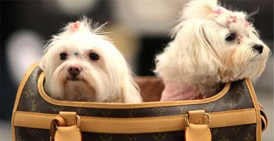 Vacanze con animali in Calabria