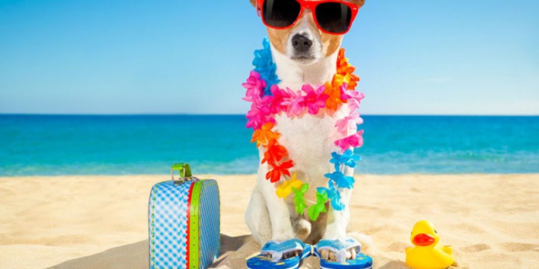 Vacanze Calabria pet friendly