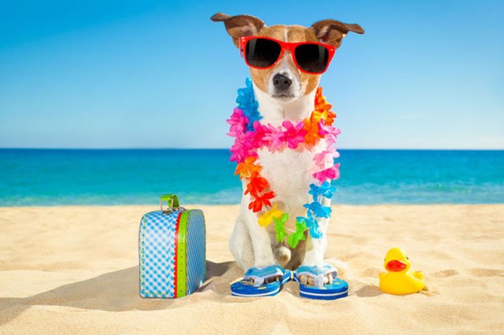 Vacanze Calabria pet friendly